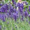Roots Plants 3x 'Old English Lavender' Plants Perennials