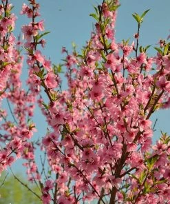 Roots Plants Fruits Madame Blanchet Patio Nectarine Tree