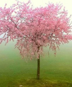 Roots Plants Lord Napier Patio Nectarine Tree