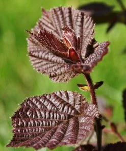 Roots Plants Purple Corkscrew Hazel | Corylus Avellana 'Red Majestic'