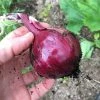 Roots Plants 20 Organic 'Red Baron' Red Onion Plants