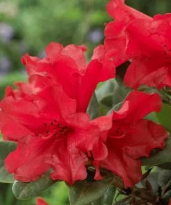 Roots Plants Best Flowering Evergreen Shrubs Hydrangea