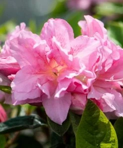 Roots Plants Hydrangea Best Flowering Shrubs