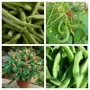 Roots Plants 15 Best Runner Bean Plants Collection | Growers Choice Peas & Beans