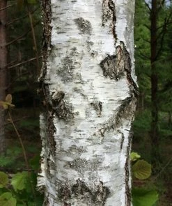Roots Plants Silver Birch Tree | Betula Pendula Trees & Shrubs