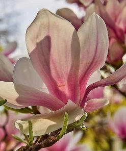 Roots Plants Trees & Shrubs Magnolia 'Soulangeana' | 9cm Pot