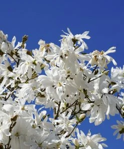 Roots Plants Trees & Shrubs Magnolia 'Stellata' | 9cm Pot