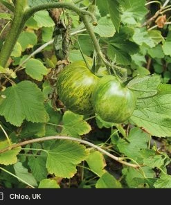 Roots Plants Salad Plants 5 Organic 'Tigerella' Tomato Plants 5 Roots Plants Salad Plants 5 Organic 'Tigerella' Tomato Plants