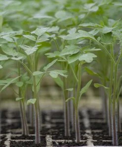 Roots Plants Salad Plants 5 Organic 'Tigerella' Tomato Plants 6 Roots Plants Salad Plants 5 Organic 'Tigerella' Tomato Plants