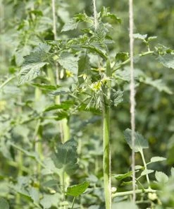 Roots Plants Salad Plants 5 Organic 'Tigerella' Tomato Plants 7 Roots Plants Salad Plants 5 Organic 'Tigerella' Tomato Plants