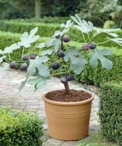 Roots Plants Brown Turkey Fig Tree Fruits