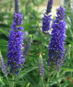 Roots Plants Perennials Veronica 'Moody Blues Sky Blue' 3L Pot