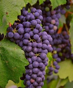 Roots Plants 90cm 'Regent' Grape Vine | 3L Pot