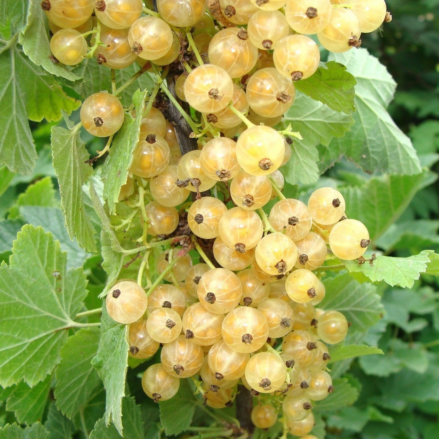 Roots Plants White Versailles' Whitecurrant Plant Fruits Roots Plants White Versailles' Whitecurrant Plant Fruits