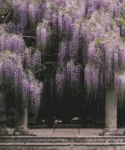 Roots Plants Wisteria Floribunda 'Macrobotrys' | Japanese Wisteria | On A 90cm Cane In A 3L Pot