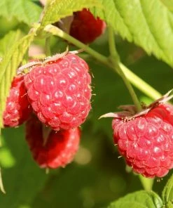 Roots Plants Yummy' Patio Raspberry Plant Fruits