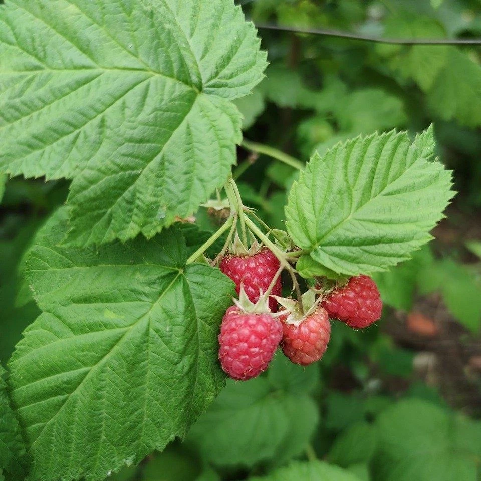 Roots Plants Yummy' Patio Raspberry Plant Fruits Roots Plants Yummy' Patio Raspberry Plant Fruits